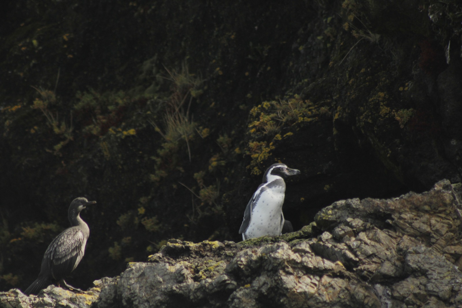 Paisajes, iglesias y fauna del Archipiélago de Chiloé