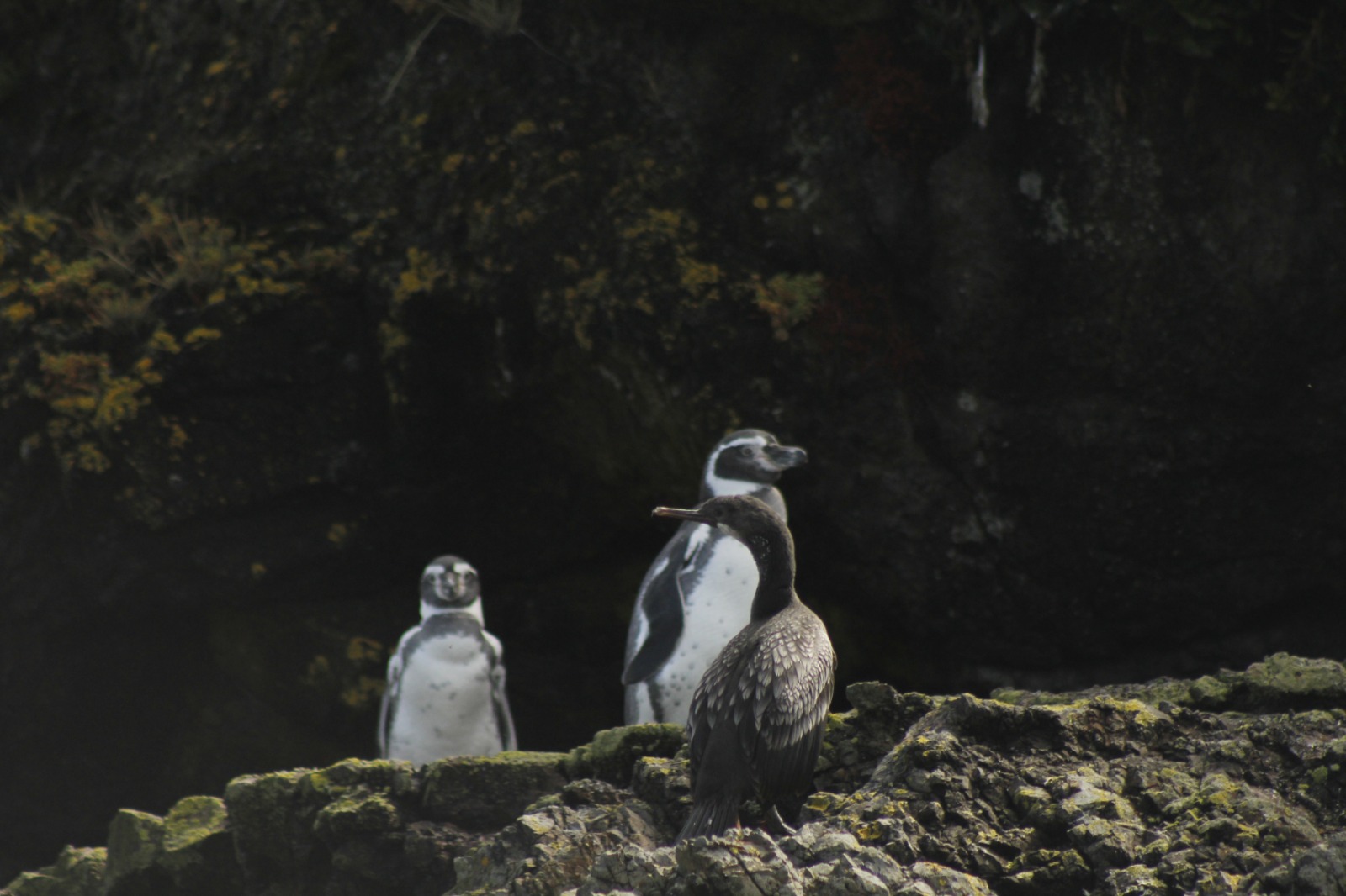 Paisajes, iglesias y fauna del Archipiélago de Chiloé
