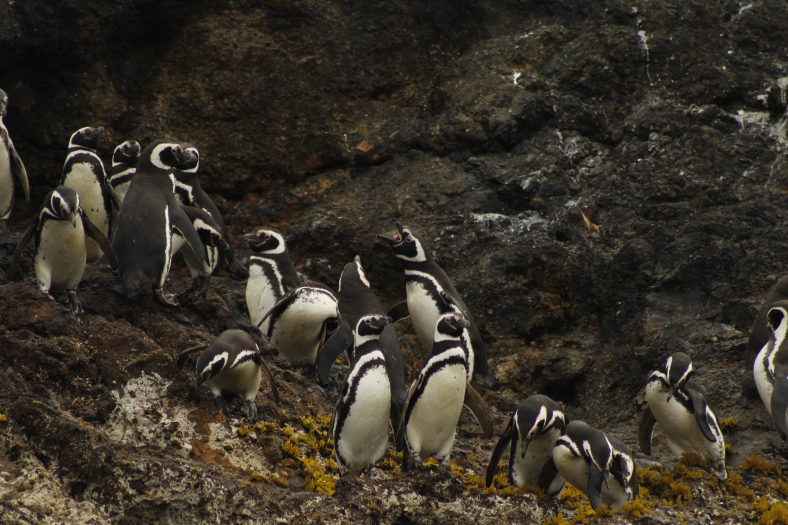 Paisajes, iglesias y fauna del Archipiélago de Chiloé