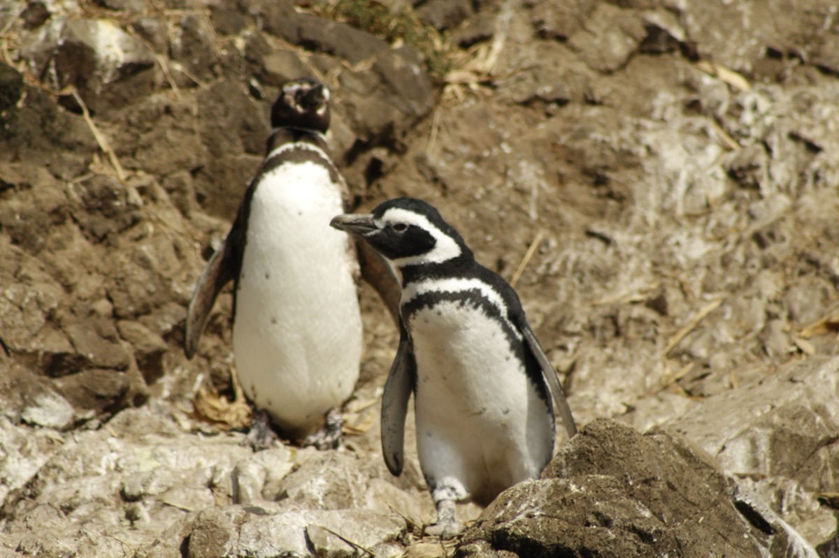 Pingüinos de Humboldt y Magallánicos en los islotes de Puñihuil, Chiloé