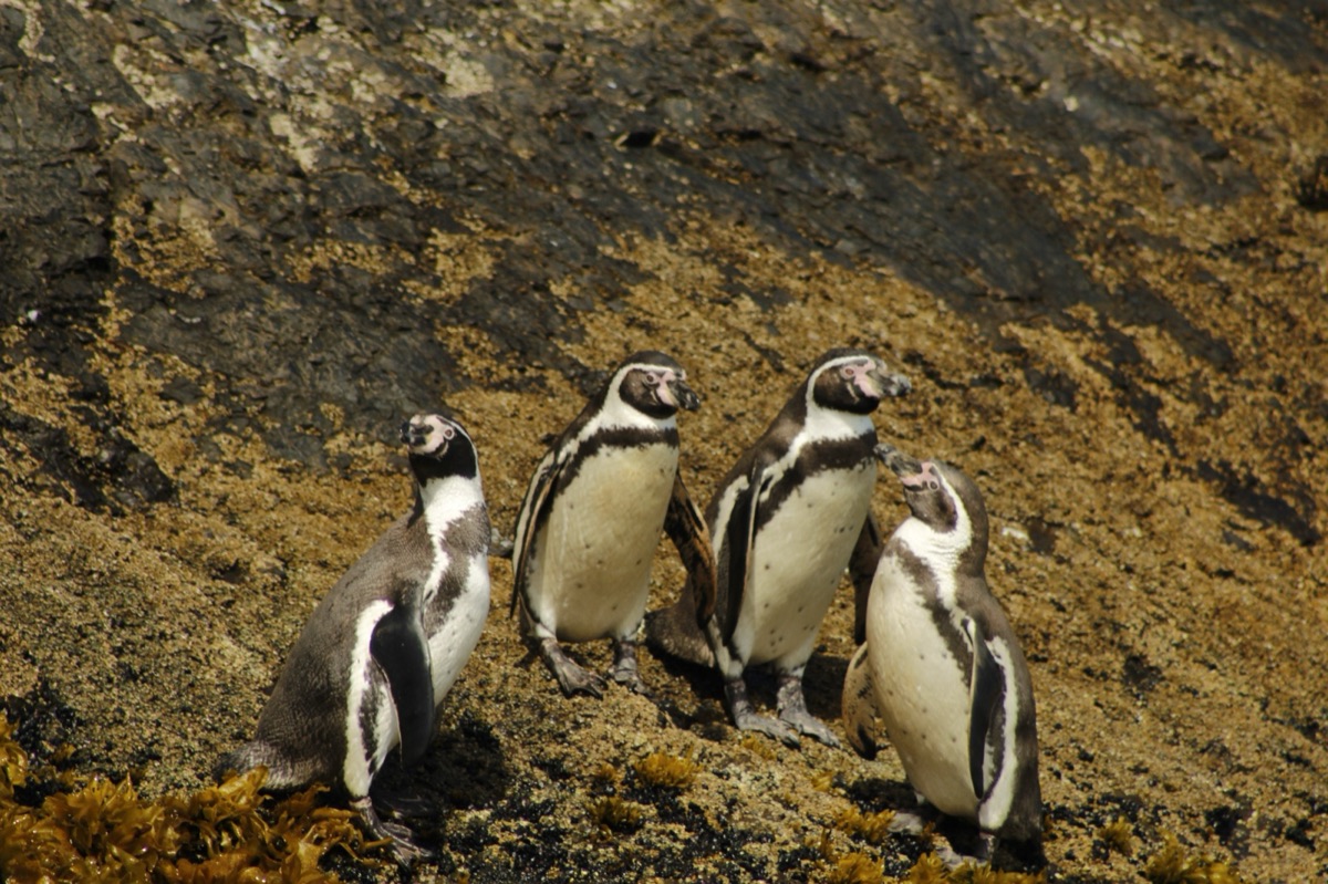 Pingüinos de Humboldt y Magallánicos en los islotes de Puñihuil, Chiloé