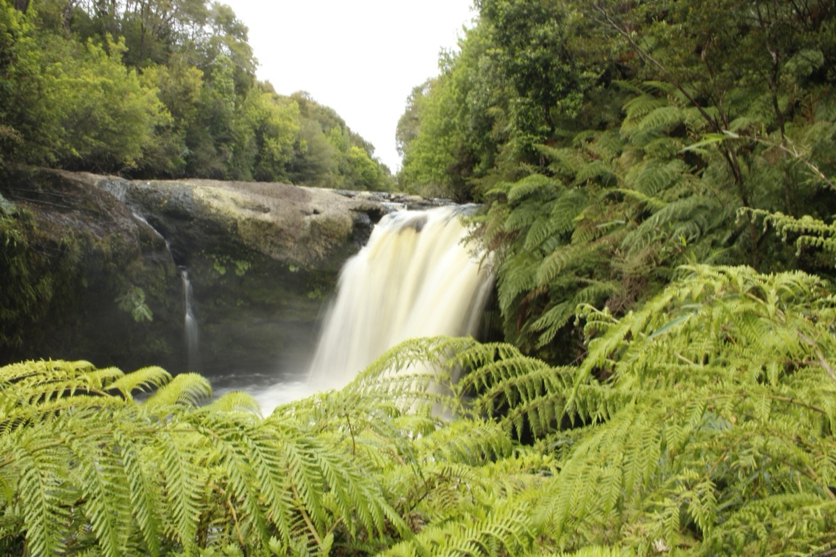 Parque Tepuhueico, bosque nativo siempreverde de Chiloé