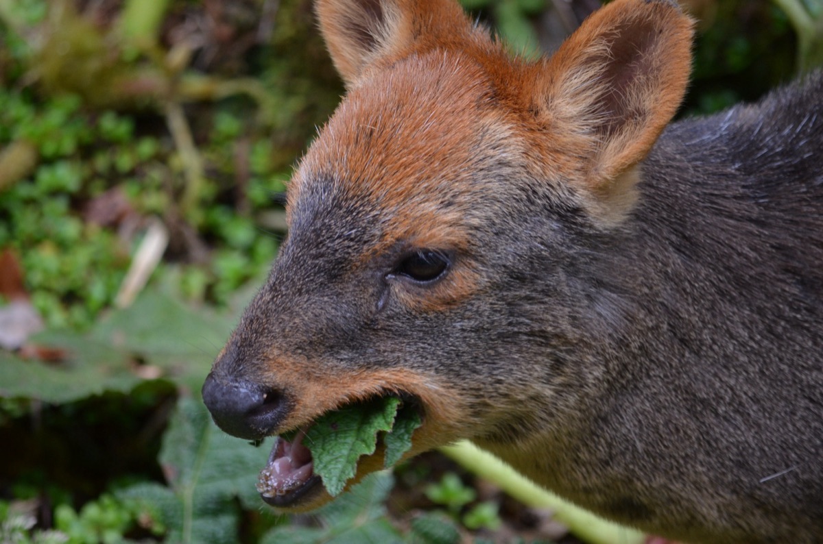 Parque Tepuhueico, bosque nativo siempreverde de Chiloé